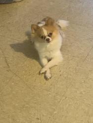 Reunited Female Dog last seen Slatewood and lafferty, Fort Worth, TX 76179