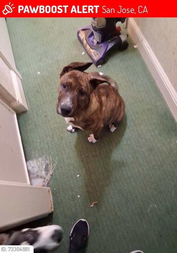 Lost Male Dog last seen Near pedro st, San Jose, CA 95126