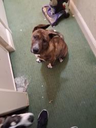 Lost Male Dog last seen Near pedro st, San Jose, CA 95126