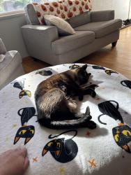Reunited Male Cat last seen Near W 110th Pl, Broomfield, CO 80020