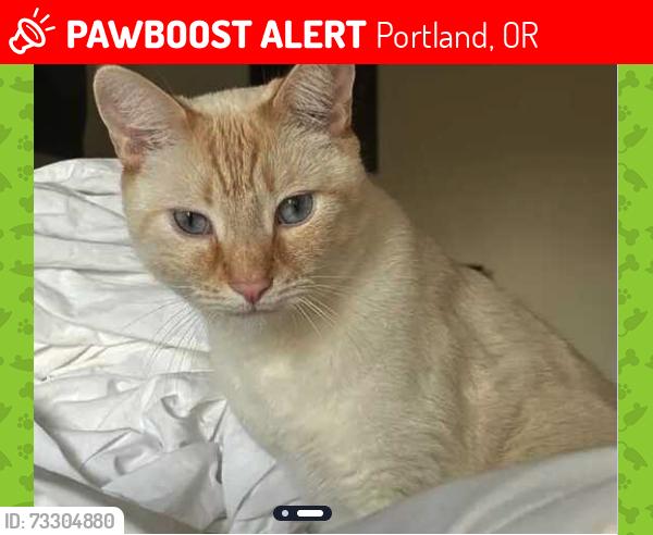 Lost Male Cat last seen Near NE 51st Ave, Portland, OR 97213