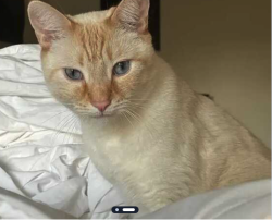 Lost Male Cat last seen Near NE 51st Ave, Portland, OR 97213