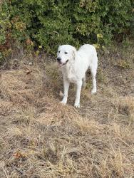 Reunited Male Dog last seen Near and Conway Lane, Azle, TX 76020