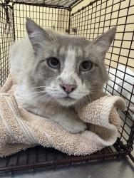Shelter Stray Male Cat last seen Near W Dean Avenue, SPOKANE, WA, 99201, 6815 E Trent Ave, Spokane, WA 99212, USA