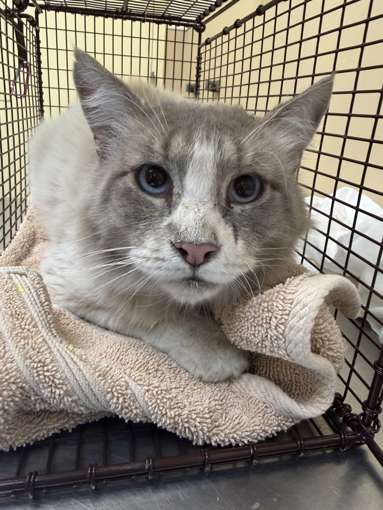 Shelter Stray Male Cat last seen Near W Dean Avenue, SPOKANE, WA, 99201, 6815 E Trent Ave, Spokane, WA 99212, USA