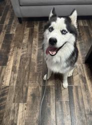 Found/Stray Male Dog last seen Montgomery, Fort Worth, TX 76107