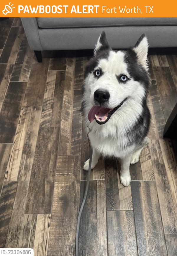 Found/Stray Male Dog last seen Montgomery, Fort Worth, TX 76107