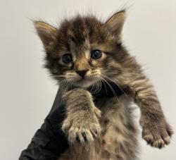 Shelter Stray Female Cat last seen found in neighbors yard, San Diego, CA, 92114, 5500 Gaines St, San Diego, CA 92110, USA