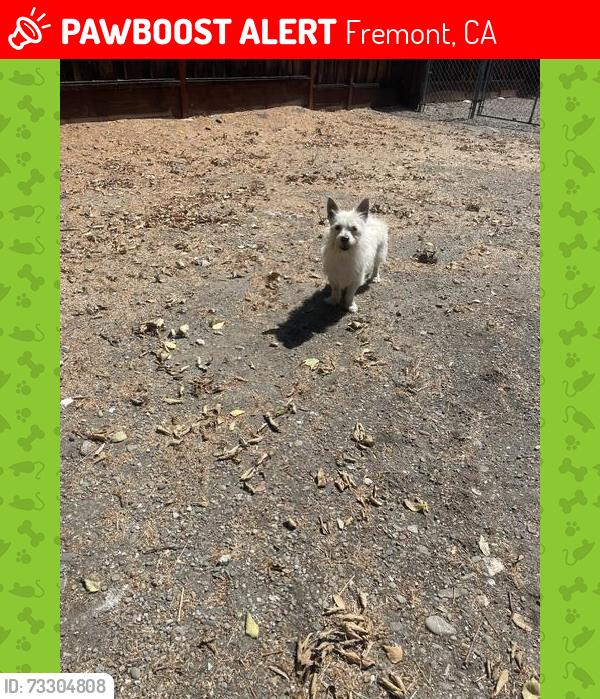 Lost Unknown Dog last seen Decoto Rd/Paseo Padro, Fremont, CA 94555