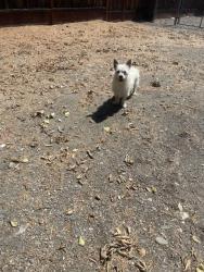 Lost Unknown Dog last seen Decoto Rd/Paseo Padro, Fremont, CA 94555