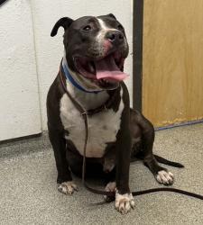 Shelter Stray Male Dog last seen Near Eiizabeth Street, San Marcos, CA, 92069, Escondido, CA 92027, USA