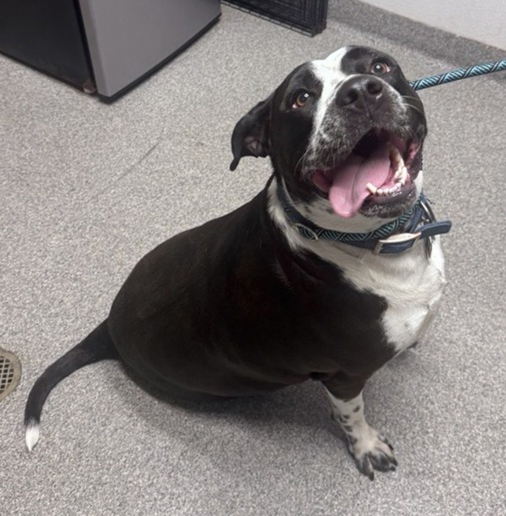 Shelter Stray Female Dog last seen Near Elizabeth Street, San Marcos, CA, 92069, Escondido, CA 92027, USA