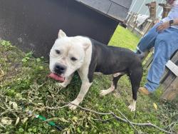 Found/Stray Male Dog last seen Near st and Beville, Indianapolis, IN 46201