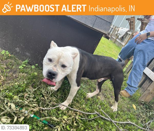 Found/Stray Male Dog last seen Near st and Beville, Indianapolis, IN 46201