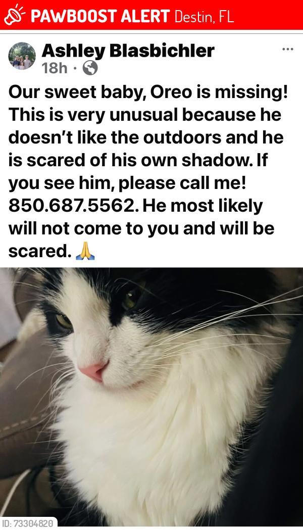 Lost Male Cat last seen Indian Trail, Destin, FL 32541