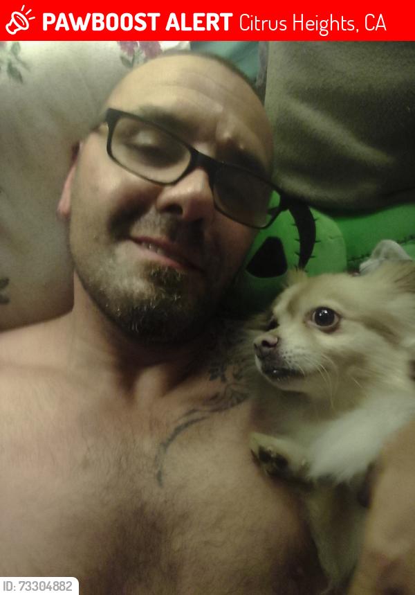 Lost Male Dog last seen Cartage Dr. Auburn blv., Citrus Heights, CA 95621