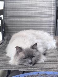Lost Male Cat last seen Near barrel cooper ct, Reston, VA 20191