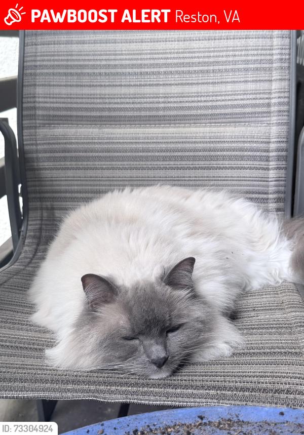 Lost Male Cat last seen Near barrel cooper ct, Reston, VA 20191