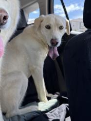 Reunited Female Dog last seen S Andes Cir and Colorado Dr, Aurora, CO 80017