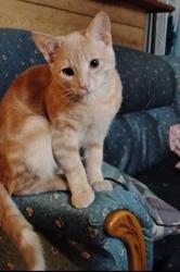 Lost Male Cat last seen Max bell, Calgary, AB 