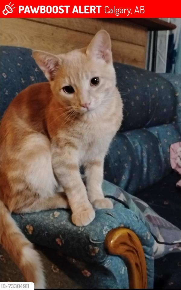 Lost Male Cat last seen Max bell, Calgary, AB 