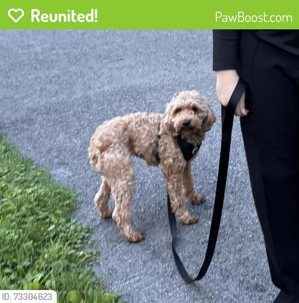 Reunited Female Dog last seen Last seen near the top of Stine road, Peninsula, OH 44264