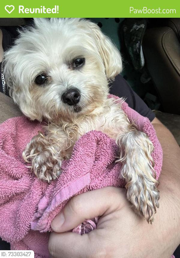Reunited Male Dog last seen Near does ferry subdivision, Kimberly, AL 35091