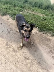 Found/Stray Female Dog last seen 65th ave & 49th street, Evans, CO 80634