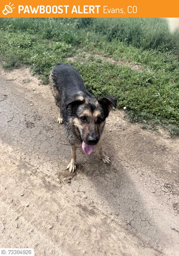 Found/Stray Female Dog last seen 65th ave & 49th street, Evans, CO 80634