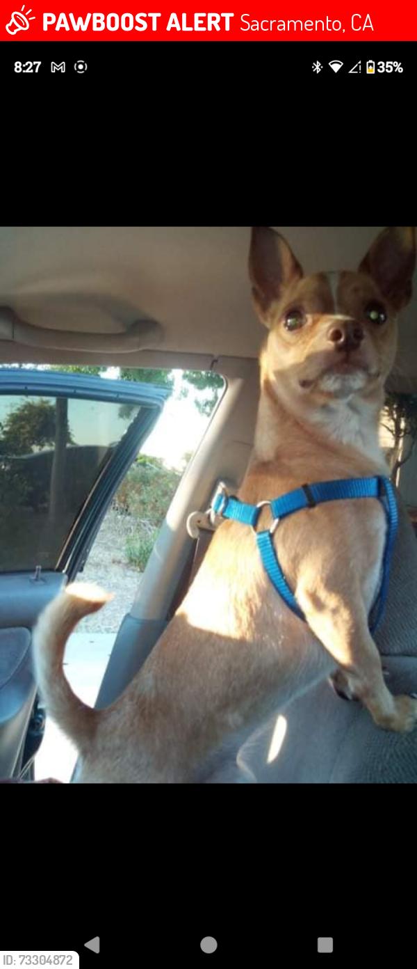 Lost Male Dog last seen Norwood and silver eagle, Sacramento, CA 95838