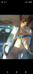 Lost Male Dog last seen Norwood and silver eagle, Sacramento, CA 95838