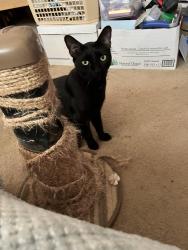 Lost Male Cat last seen Lower Colony Road and Circle Dr, Smith Valley, NV 89444