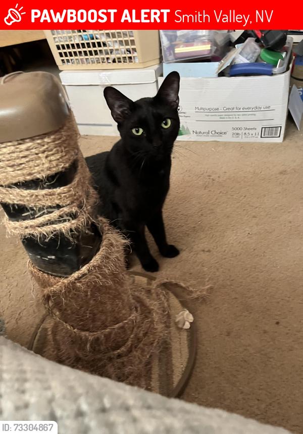 Lost Male Cat last seen Lower Colony Road and Circle Dr, Smith Valley, NV 89444
