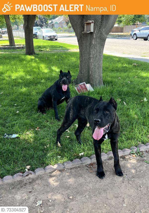 Found/Stray Unknown Dog last seen Locust grove, Nampa, ID 83651