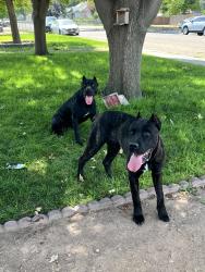 Found/Stray Unknown Dog last seen Locust grove, Nampa, ID 83651
