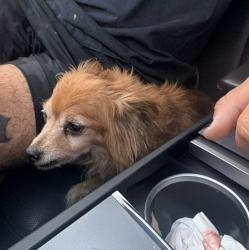 Reunited Male Dog last seen Magnolia Ave & Willow Ave, Long Beach, CA 90806