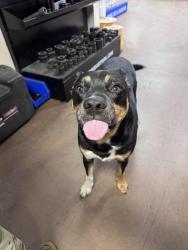 Reunited Male Dog last seen Near McGee road, Anderson, SC 29625