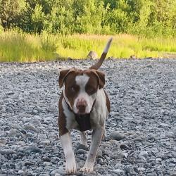 Reunited Male Dog last seen Lower elwha rd trailhead, Port Angeles, WA 98363