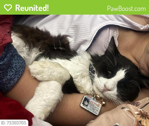 Reunited Male Cat last seen Near San Marcos St, San Gabriel, CA 91776, USA, San Gabriel, CA 91776