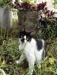 Lost Female Cat last seen beaumont place neighborhood, Houston, TX 77049