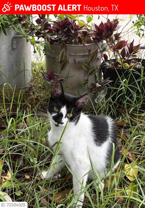 Lost Female Cat last seen beaumont place neighborhood, Houston, TX 77049