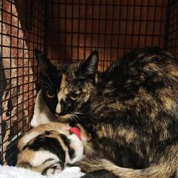 Shelter Stray Female Cat last seen , 361 S Raymond Ave, Pasadena, CA 91105, USA