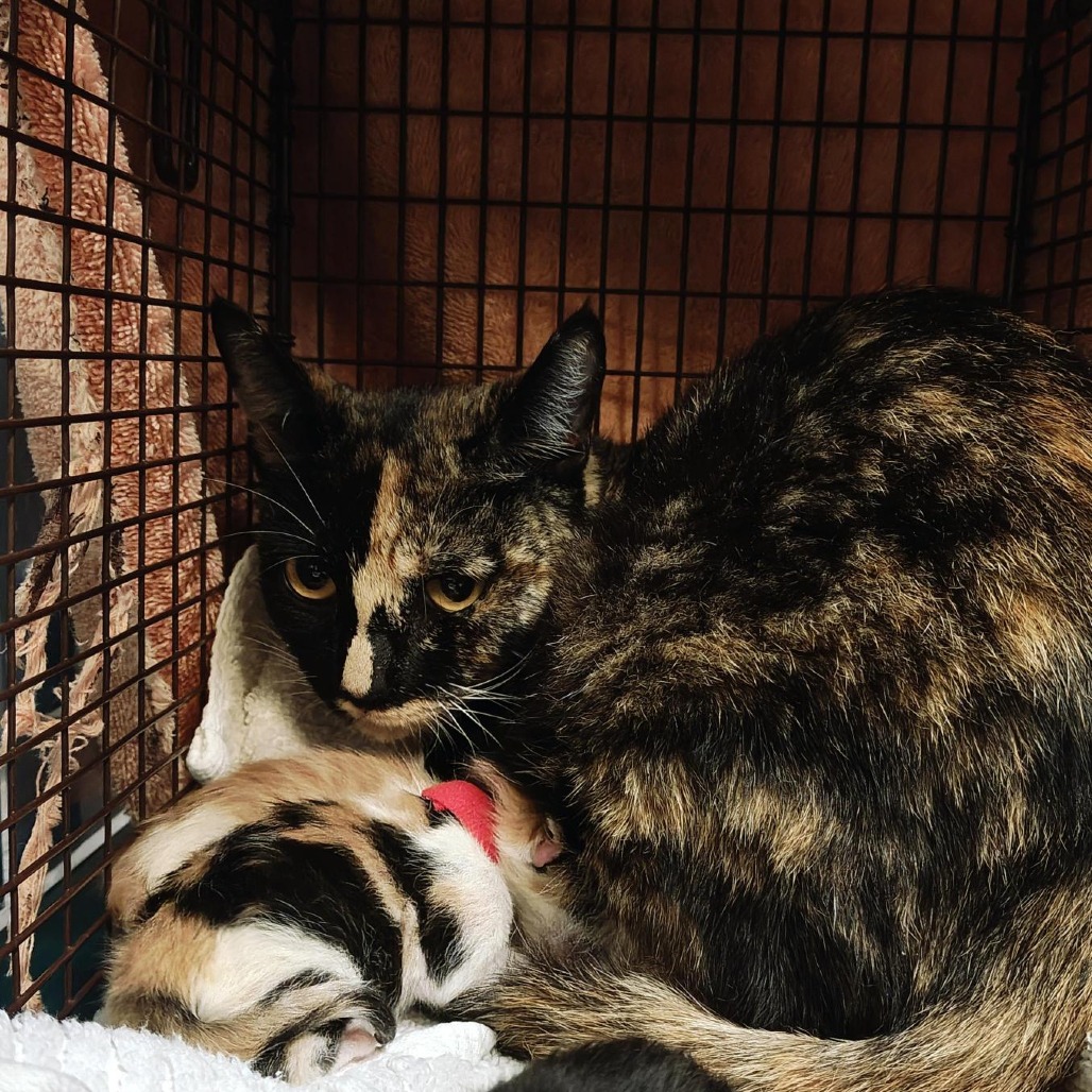 Shelter Stray Female Cat last seen , 361 S Raymond Ave, Pasadena, CA 91105, USA