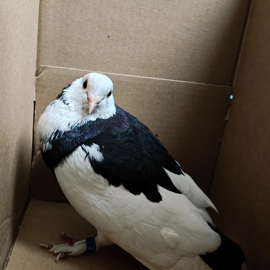 Shelter Stray Unknown Other last seen , 361 S Raymond Ave, Pasadena, CA 91105, USA