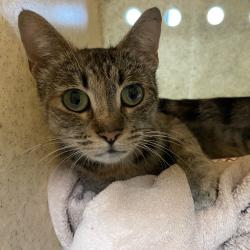 Shelter Stray Female Cat last seen , 361 S Raymond Ave, Pasadena, CA 91105, USA