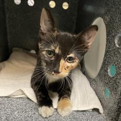 Shelter Stray Female Cat last seen , 361 S Raymond Ave, Pasadena, CA 91105, USA