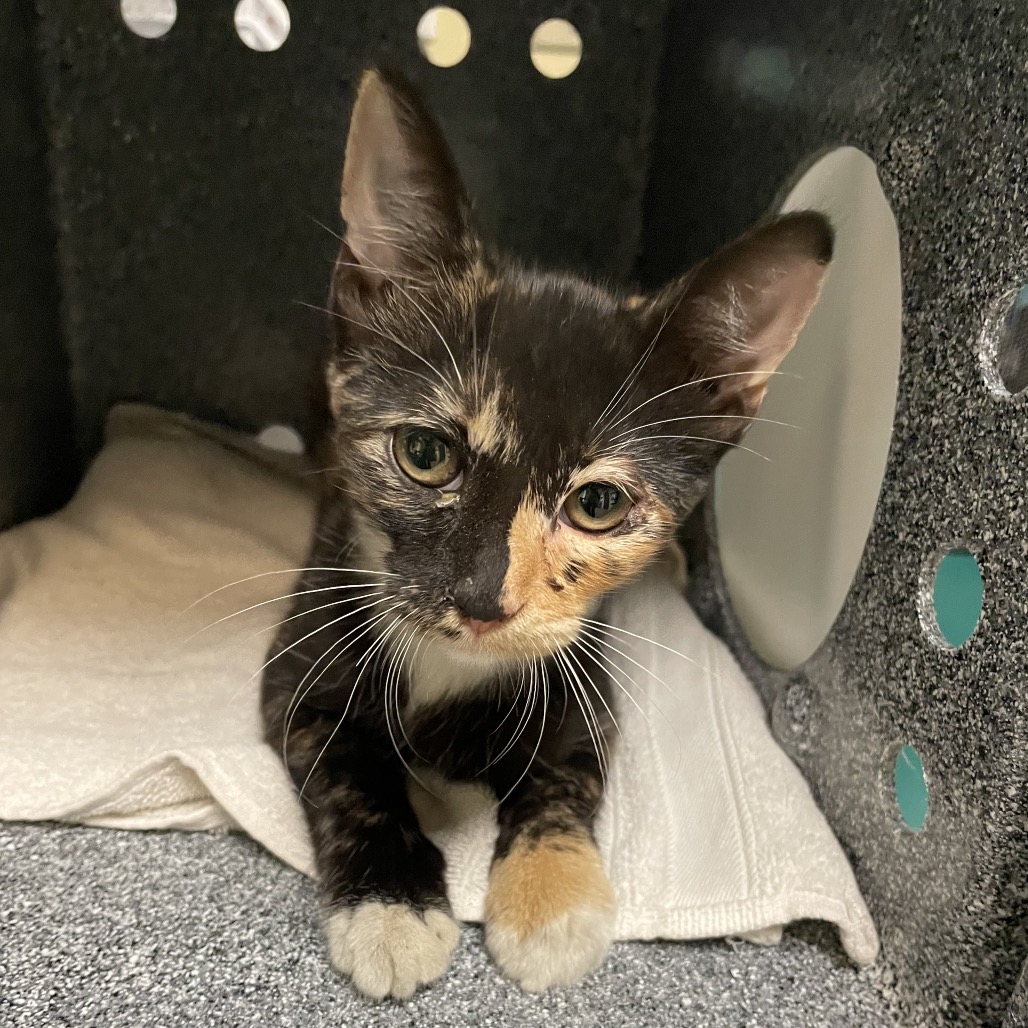 Shelter Stray Female Cat last seen , 361 S Raymond Ave, Pasadena, CA 91105, USA