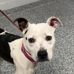 Shelter Stray Female Dog last seen , 328 Furman Hall Rd, Greenville, SC 29609, USA