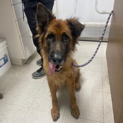 Shelter Stray Female Dog last seen , 12910 Yukon Ave, Hawthorne, CA 90250, USA