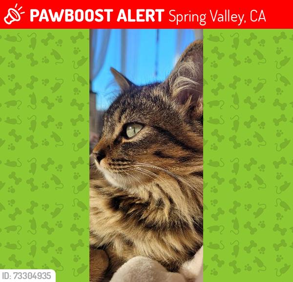 Lost Male Cat last seen san vicente blvd in spring valley, ca 91977, Spring Valley, CA 91977
